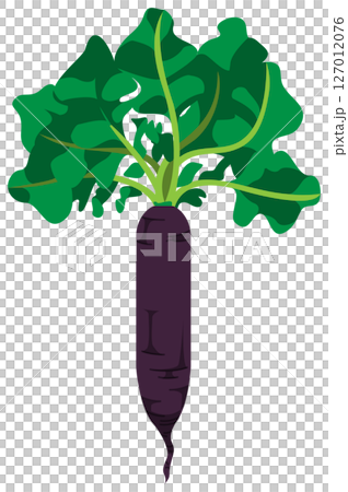 Vector illustration of a radish with realistic shadow 127012076