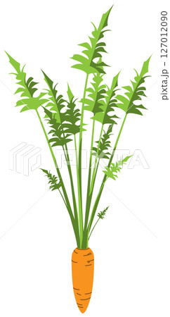 リアルな影付きにんじんのベクターイラスト 127012090