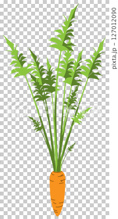 リアルな影付きにんじんのベクターイラスト 127012090