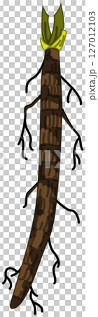 リアルな影付きごぼうのベクターイラスト 127012103