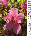 つつじの花 つつじの花 127012155
