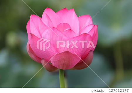 見頃なハス一輪 127012177