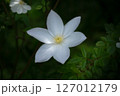 白い花 127012179