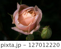 薄いピンク色のバラ 127012220