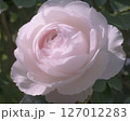 薄ピンクのバラ 127012283