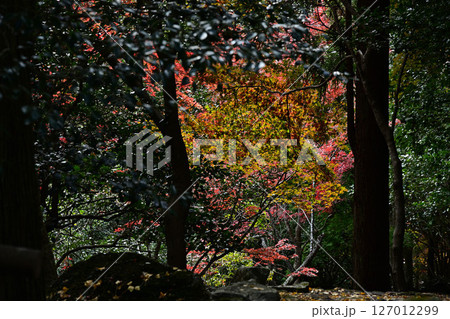 竹谷山渓谷の紅葉 竹谷山渓谷の紅葉 127012299