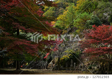 竹谷山渓谷の紅葉 127012303