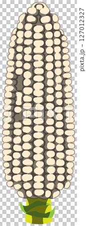 Vector illustration of corn with realistic shadow 127012327