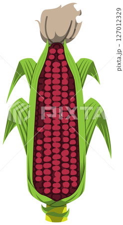 リアルな影付きとうもろこしのベクターイラスト リアルな影付きとうもろこしのベクターイラスト 127012329