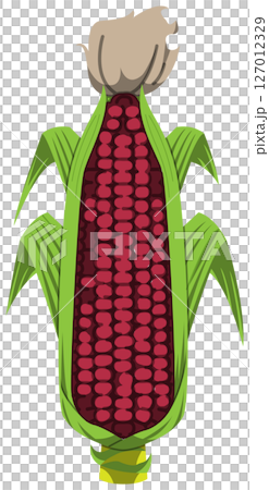リアルな影付きとうもろこしのベクターイラスト リアルな影付きとうもろこしのベクターイラスト 127012329