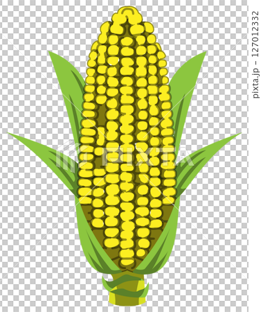リアルな影付きとうもろこしのベクターイラスト リアルな影付きとうもろこしのベクターイラスト 127012332