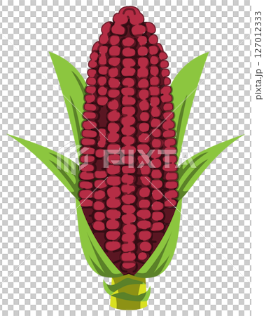 具有逼真陰影的玉米向量插圖 具有逼真陰影的玉米向量插圖 127012333