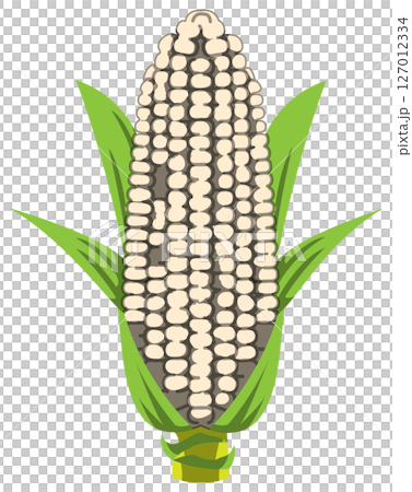 Vector illustration of corn with realistic shadow Vector illustration of corn with realistic shadow 127012334