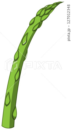リアルな影付きアスパラガスのベクターイラスト 127012348