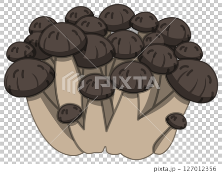 Vector illustration of Shimeji mushroom with realistic shadow 127012356