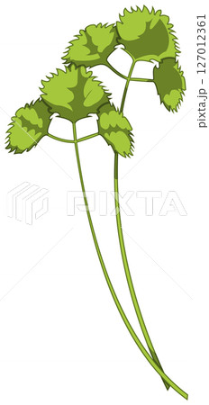 リアルな影付き三つ葉のベクターイラスト 127012361