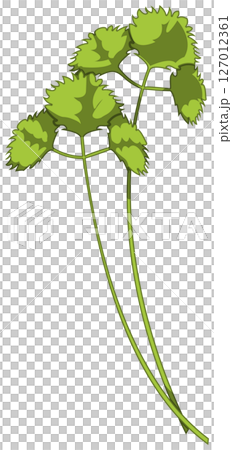 リアルな影付き三つ葉のベクターイラスト 127012361