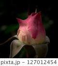 薔薇の蕾、薔薇、接写、マクロ 127012454