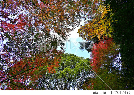 竹谷山渓谷の紅葉 127012457