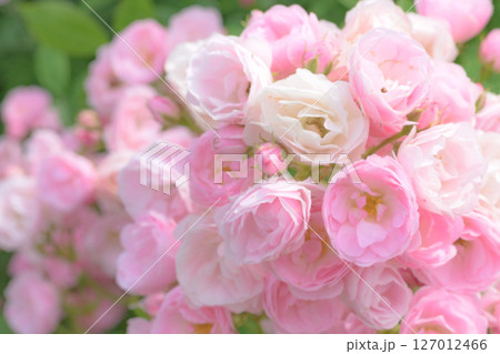 ピンク色の可愛いバラ ピンク色の可愛いバラ 127012466