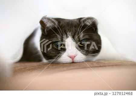 毛布の中の猫 127012468