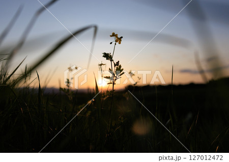 夕焼けに染まる草 夕焼けに染まる草 127012472