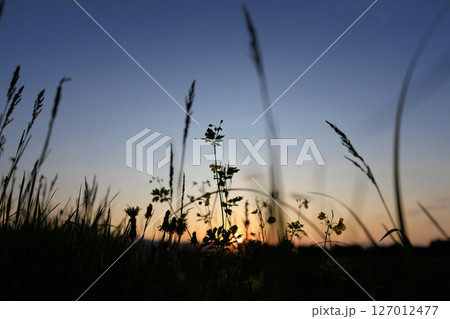 夕焼けに染まる草 夕焼けに染まる草 127012477