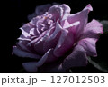 薄紫のバラ 127012503