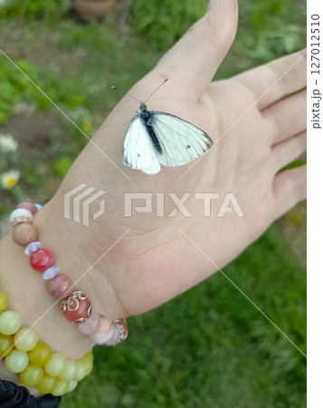Small White Butterfly Peacefully Resting on Person's Hand Adorned with Colorful Beaded Bracelets, Symbolizing Gentle Connection with Nature, Against Blurred Green Grass and Flowers Small White Butterfly Peacefully Resting on Person's Hand Adorned with Colorful Beaded Bracelets, Symbolizing Gentle Connection with Nature, Against Blurred Green Grass and Flowers 127012510