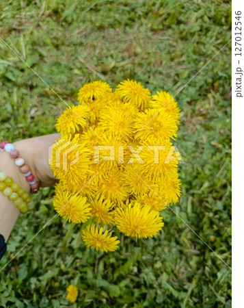 Tender Hand with Beaded Bracelets Cradling Vibrant Dandelion Bouquet on Blurred Grass Patch. Tender Hand with Beaded Bracelets Cradling Vibrant Dandelion Bouquet on Blurred Grass Patch. 127012546