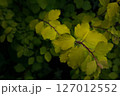 黄色い葉 127012552