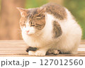 ベンチで休む猫 127012560