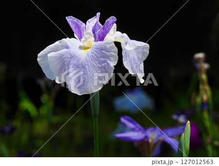 ハナショウブ 127012563