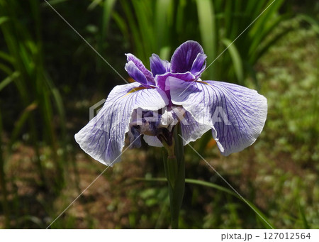 ハナショウブ 127012564