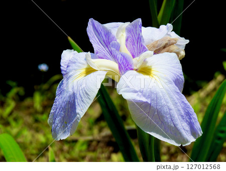 ハナショウブ 127012568