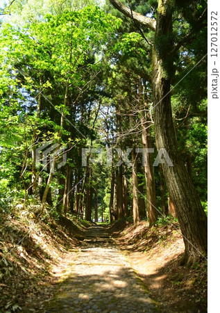 福島県猪苗代町字見禰山の會津守護神　土津(はにつ)神社　奥の院参道 127012572