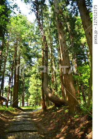 福島県猪苗代町字見禰山の會津守護神　土津(はにつ)神社　奥の院参道 127012575