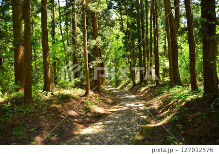 福島県猪苗代町字見禰山の會津守護神　土津(はにつ)神社　奥の院参道 127012576