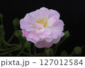 美しいピンクのバラ 127012584