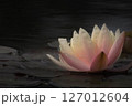 睡蓮の花 127012604