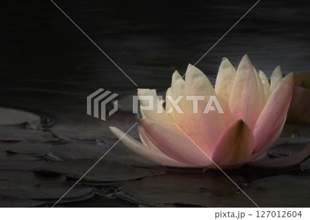 睡蓮の花 127012604