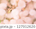 薄ピンクのふわふわ 127012620