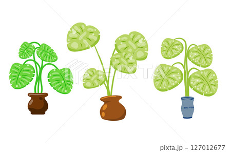 Green indoor plants in colorful pots. Flat cartoon vector illustration. 127012677