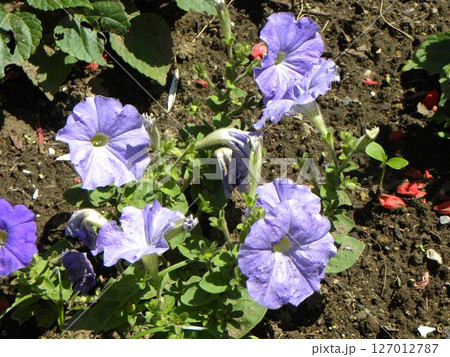 ペチニアの空色の花 ペチニアの空色の花 127012787