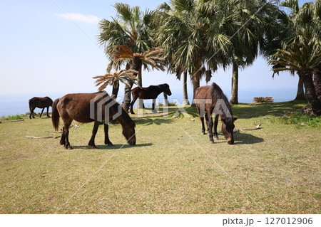 (九州・宮崎) 都井岬の野生馬 (九州・宮崎) 都井岬の野生馬 127012906