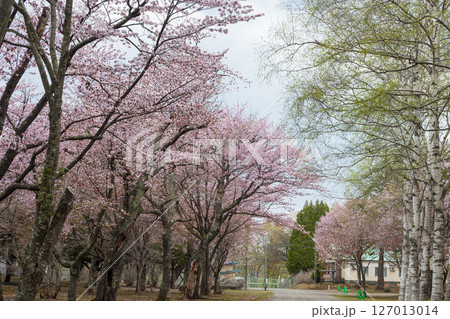 敷地内に咲く北国の春のエゾヤマザクラのピンクの花 敷地内に咲く北国の春のエゾヤマザクラのピンクの花 127013014