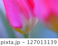 チューリップの接写 127013139