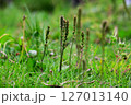 あぜ道のオオバコ 127013140