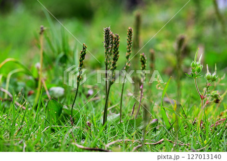 あぜ道のオオバコ 127013140