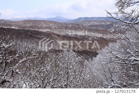 雪の晴れ間に見える樹林の遠景 127013178